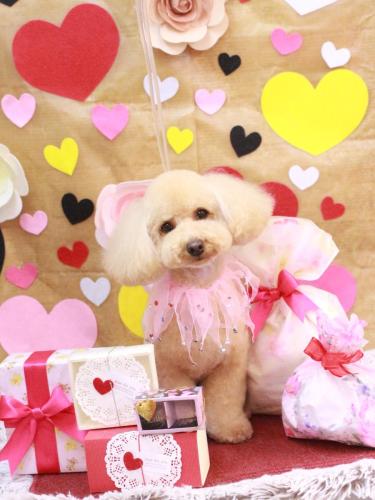 20230226もかちゃん